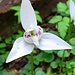Eine Orchidee im Südbuchenwald