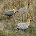 Ein Ibis-Trio auf Futtersuche im Sumpf