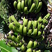 Nein, die (Koch-)Bananen gehören zu einem an den Weg grenzenden Garten, und sind nicht als Wegzehrung gedacht. Sind eh' noch nicht reif.
