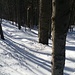 Ca. 50-100 cm Schnee liegen allein im Wald und eine Spur ist leider noch nicht vorhanden, so dass ich die erste Spur ziehe. Anstrengende Sache am heutigen Tag.