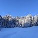 Verschneiter Bergwald