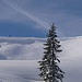 Wiederanstieg - Gewaltige Wächten bei der Falkenalpe