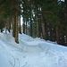 Unspektakulär steigt man im Wald bergauf,...