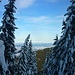 Zwischen den verschneiten Fichten blickt man hinaus ins Alpenvorland.