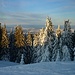 Überzuckerte Bäume vor dem Alpenvorland.