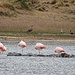 Flamingos und Magellangänse