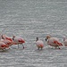 Flamingos (während der Anfahrt zum Nationalpark)