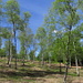 Birkenwald auf dem Pian Baree.