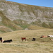 Im Abstieg vom Monte Gorzano - Ende September sind noch einige Rinder auf den Bergwiesen anzutreffen. Andere Wanderer sind heute allerdings "Fehlanzeige".