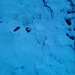 Spuren der Waldbewohner