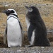 Wie bei vielen Vögeln erreichen auch bei den Pinguinen die Jungvögel bald einmal die Grösse der Elterntiere.