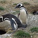 Die Pinguine haben kleine Höhlen, in welche sie sich ab und zu verkriechen.