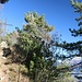 am Gipfel gibt's viel Wald