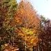 farbenfroher Herbstwald