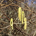 riecht nach Frühling
