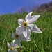 Narcisi