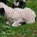 Schwarznasen-Schafe gibt es auch