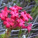 wunderschöne Blume (Name mir nicht bekannt)