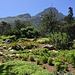 im Botanischen Garten Kirstenbosch