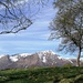 Tamaro