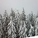 Winter am Belchen