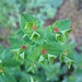 kunstvoll - die Blüten der Wolfsmilch (Euphorbia sp.)
