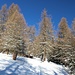 Aufstieg im verschneiten Lärchenwald