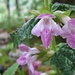 Die rosa Farbvariante des [http://de.wikipedia.org/wiki/Melittis Immenblatt] (Melittis melissophyllum), das wir zum ersten Mal sehen.