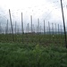 eines der wenigen Hopfenanbaugebiete der Schweiz liegt im Stammertal