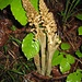 Die [http://de.wikipedia.org/wiki/Vogel-Nestwurz Vogel-Nestwurz] (Neottia nidus-avis) eine Orchideenart der heimischen Wälder