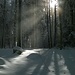 Licht- und Schattenspiele im Winterwald