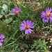 rötlich-violette Alpenblumen mit Besuchern 1