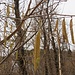 Corylus avellana L.<br />Betulaceae<br /><br />Nocciolo comune<br />Coudrier, Noisetier<br />Haselstrauch