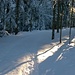 Morgenstimmung im Winterwald