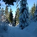 Abstieg auf dem Aufstiegsweg durch den Winterwald