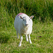 Ein Schaf gehört in jede Sammlung von Berichten über Walisischen Wanderungen