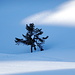 einsam ragt der Baum aus dem Schnee