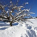 Schön verästelter Baum mit Schneeverzierung