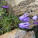 erstmals entdecken wir die [http://www.alpen-blumen.ch/detail.php?detail=ausgeschnitteneglockenblume&blueht=8&farbe=bl&groesse=egal&familie=Campanulaceae&page=0 Campanula excisa]
