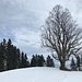 der stattliche Einzelbaum auf Hornbachegg, Nordostgipfel