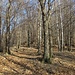 Inizio del bosco: s'intravvede oltre il fitto bosco la ripida dorsale per la Cima m.920.