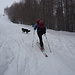 qua il bosco si fa più rado...