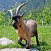 Oberhalb Dorf Tirol: eine mir nicht bekannte Ziegenrasse