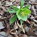 Helleborus viridis L:<br />Ranunculaceae<br /><br />Elleboro verde<br />Hellébore vert<br />Grüne Nieswurz