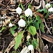 Leucojum vernum L.<br />Amaryllidaceae<br /><br />Campanelle comuni<br />Nivéole du printemps<br />Frühlings-Knotenblume, Märzen Glöckchen, Grosses Schneeglöckhen