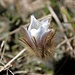 <b>Anemone primaverile</b> (Pulsatilla vernalis), fotografato al Passo del Lucomagno.<br />Il nome del genere deriva dalla leggera peluria che lo riveste e che sembra pulsare ad ogni alito di vento.