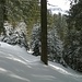 Der erste Teil des Abstiegs ab Honegg - P. 1490 m in Richtung Eriz/Bödeli führt durch den Wald ...
