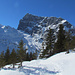 Jungtannen im unteren Teil der Schneeschuhwanderung.