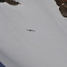 Ein Bartgeier fliegt mit seiner riesigen Spannweite vorbei - wahrscheinlich das mir schon bestens bekannte [http://www.hikr.org/gallery/photo2753248.html Exemplar]