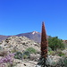 Der endemische Teide-Natternkopf und El Teide (den gibts auch nur hier)